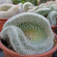 piante-grasse-e-cactus-02