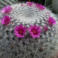 piante-grasse-e-cactus-03