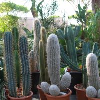 piante-grasse-e-cactus-07