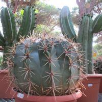 piante-grasse-e-cactus-08