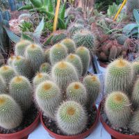 piante-grasse-e-cactus-10