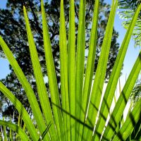 piante-tropicali-sub-tropicali-e-palme-10